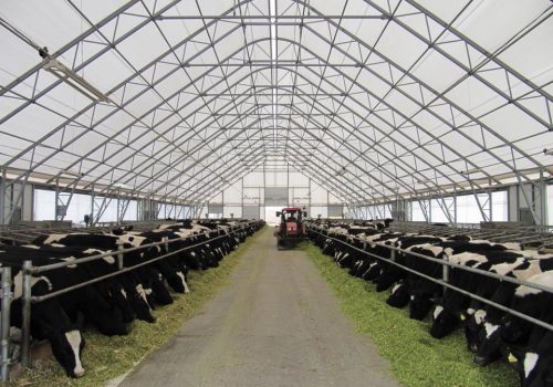 PVC dengtas tentinis angaras karvių fermai