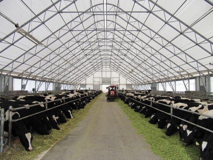 PVC dengtas tentinis angaras karvių fermai